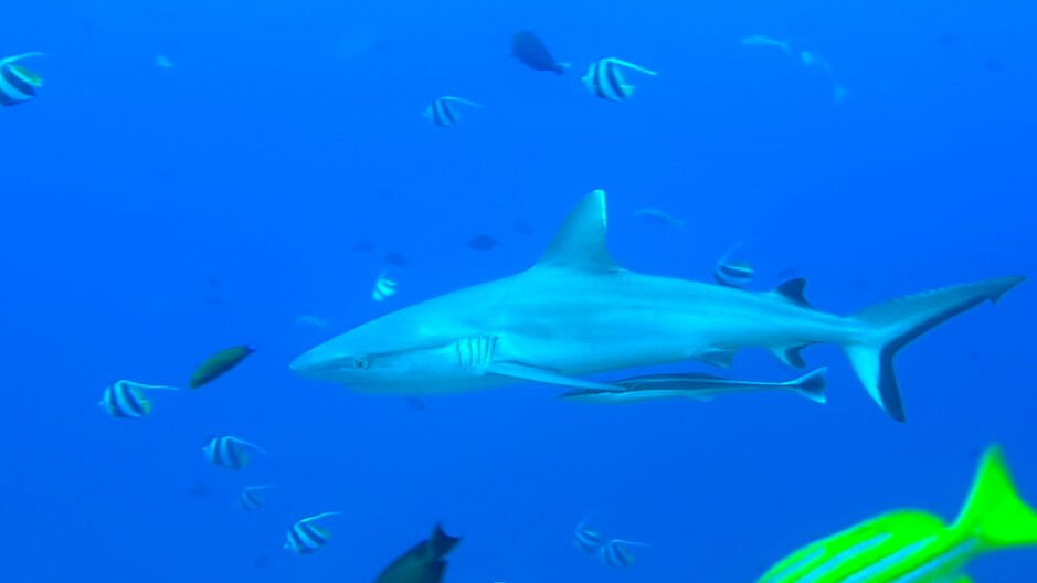 SUB AQUA DiveCenter Angaga景点图片