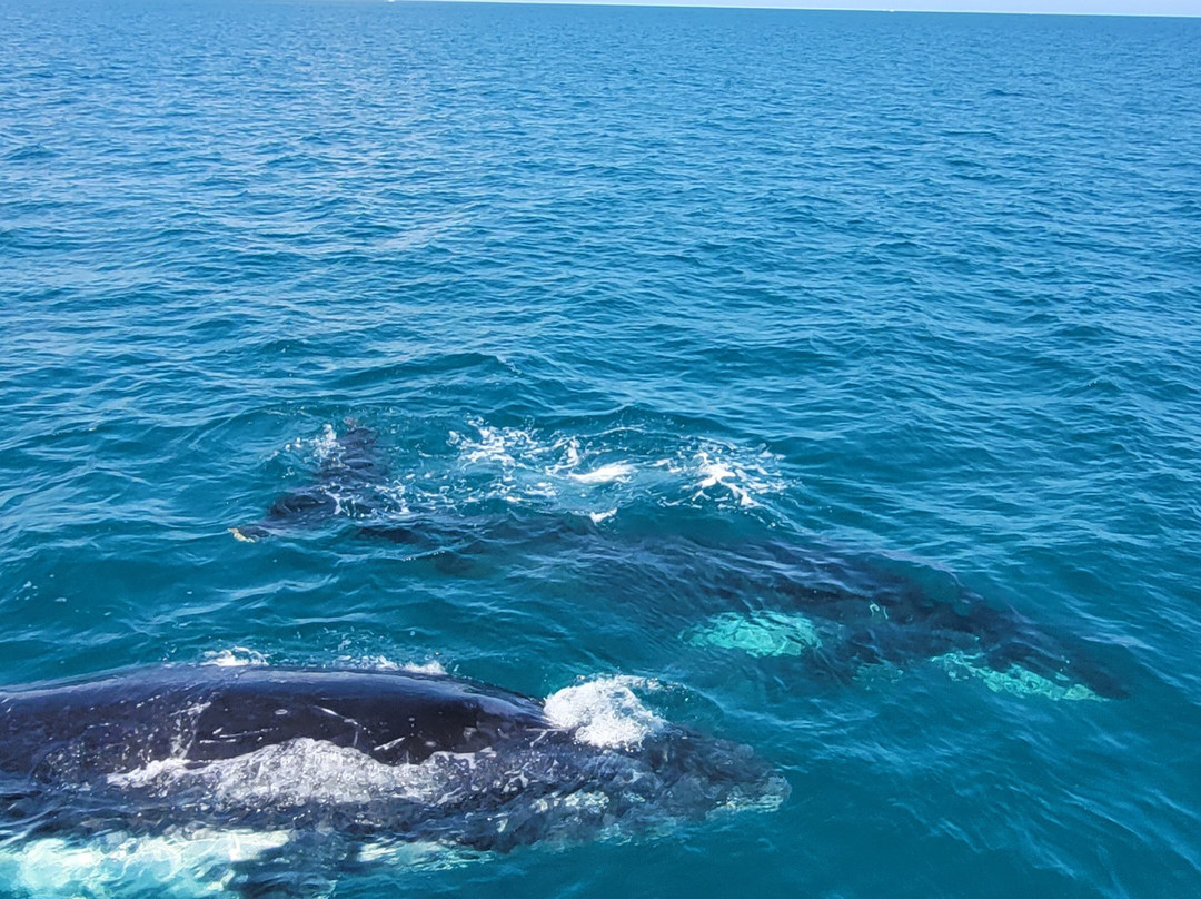 Whalesong Cruises景点图片