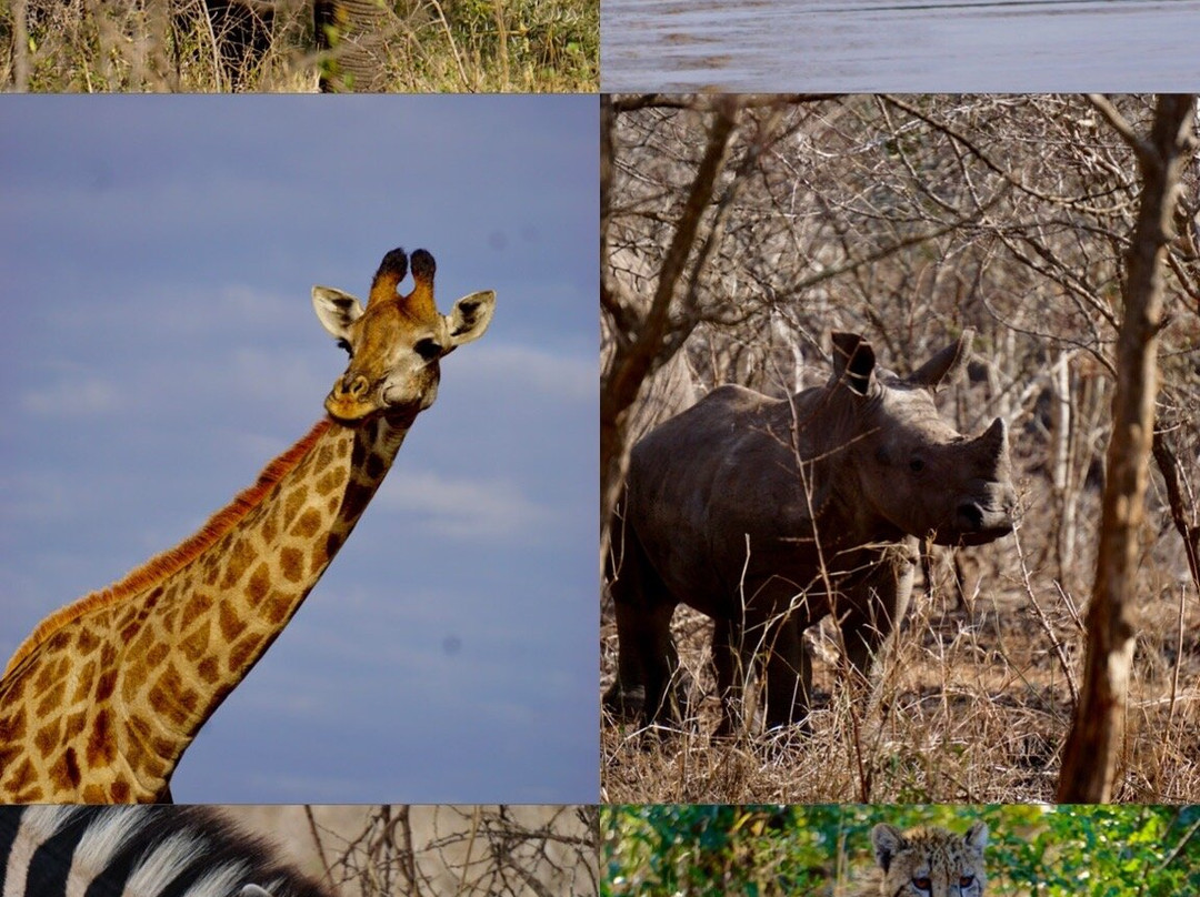 Bayala Private Safari Lodges主图