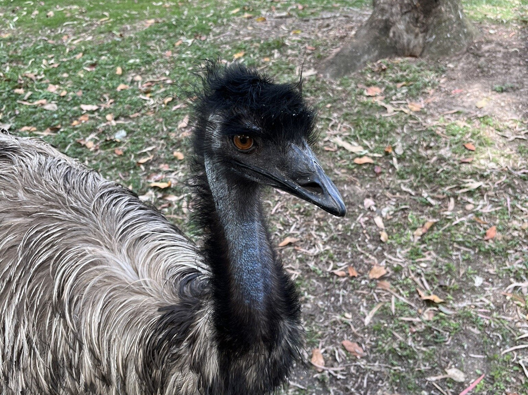 Rockhampton Zoo-罗克汉普顿必去景点