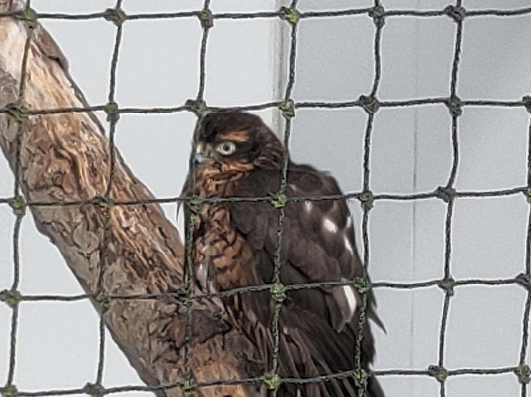 National Botanic Garden of Wales景点图片