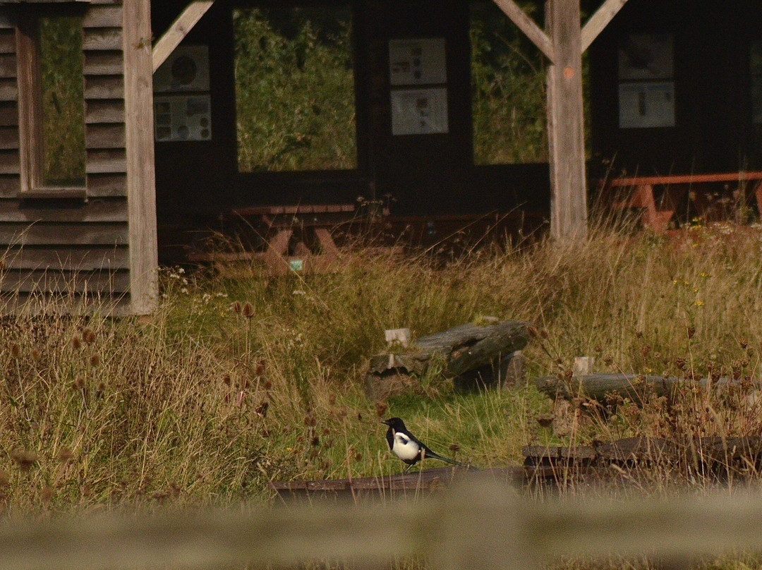 Potteric Carr Nature Reserve景点图片
