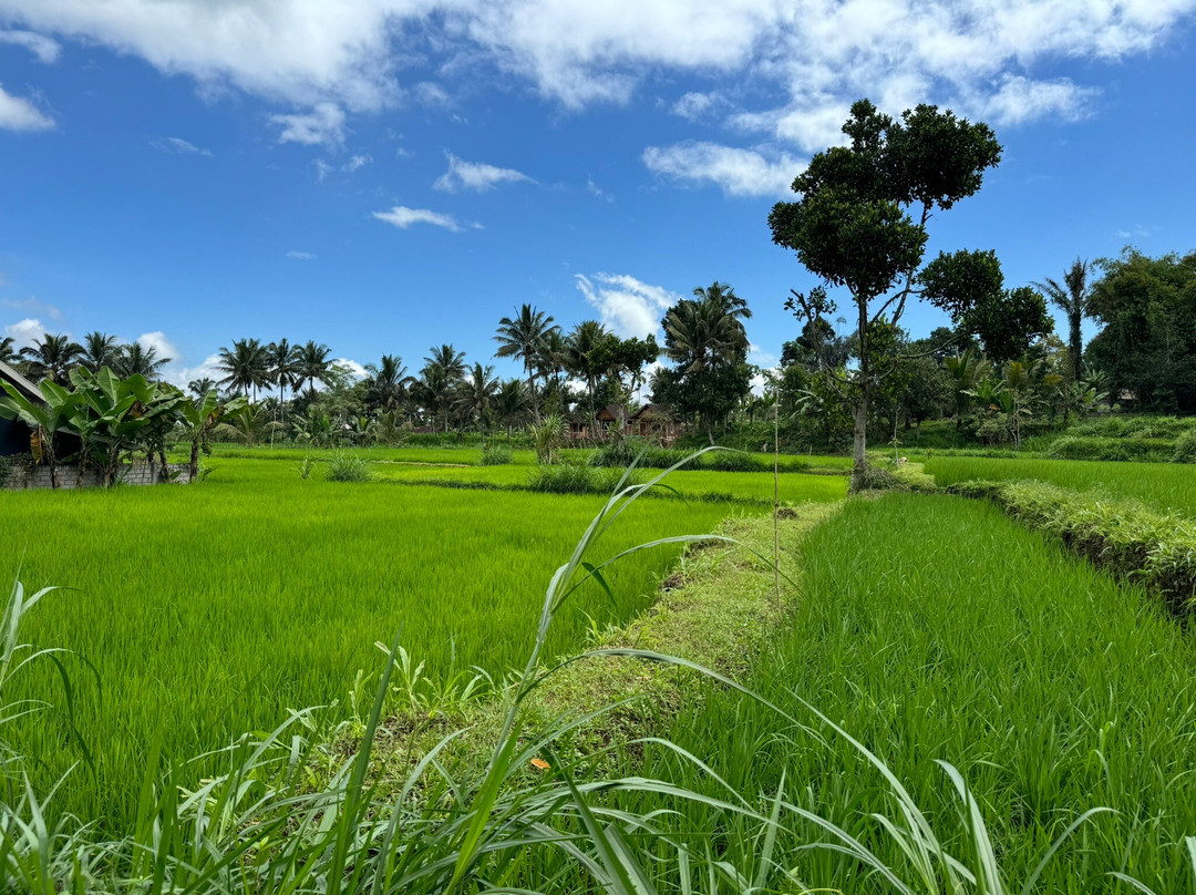 Menjangan Bali Driver Guide景点图片