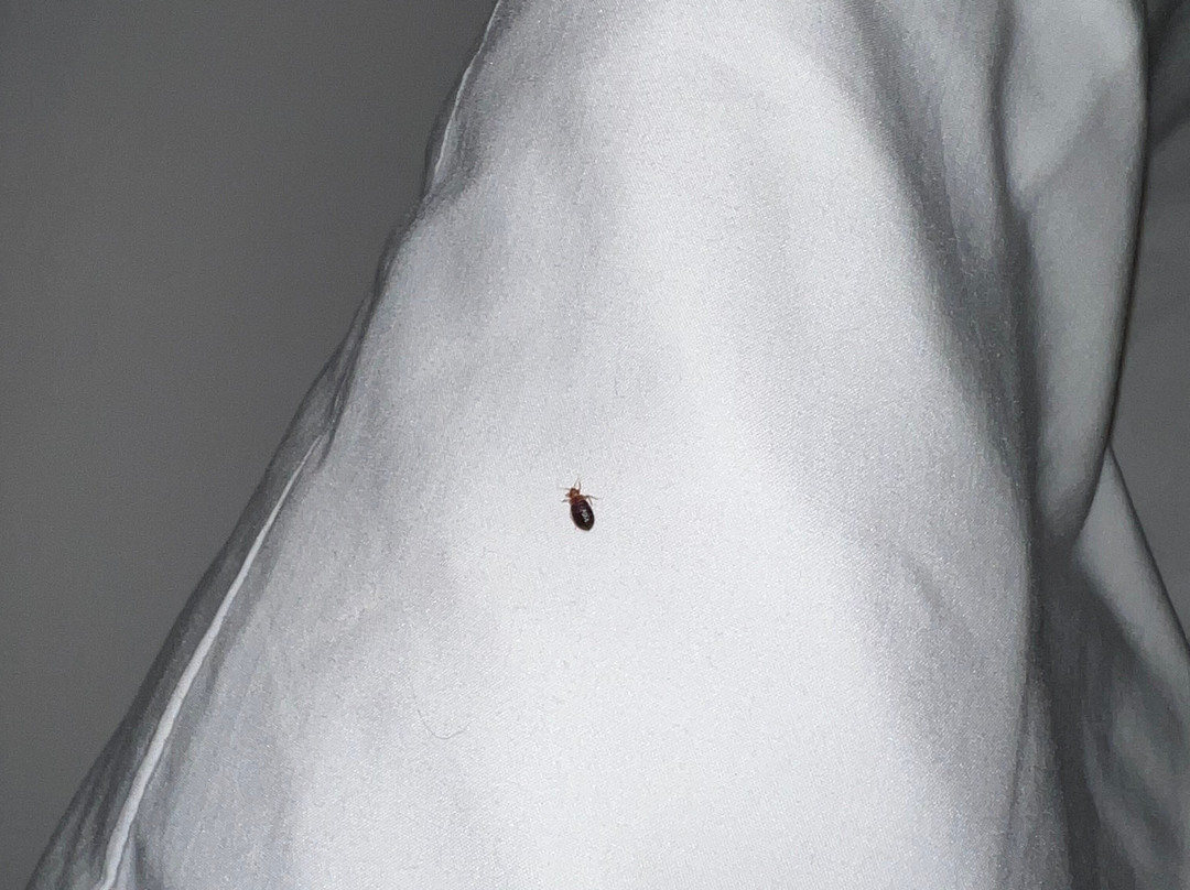 芝加哥北岸假日酒店主图