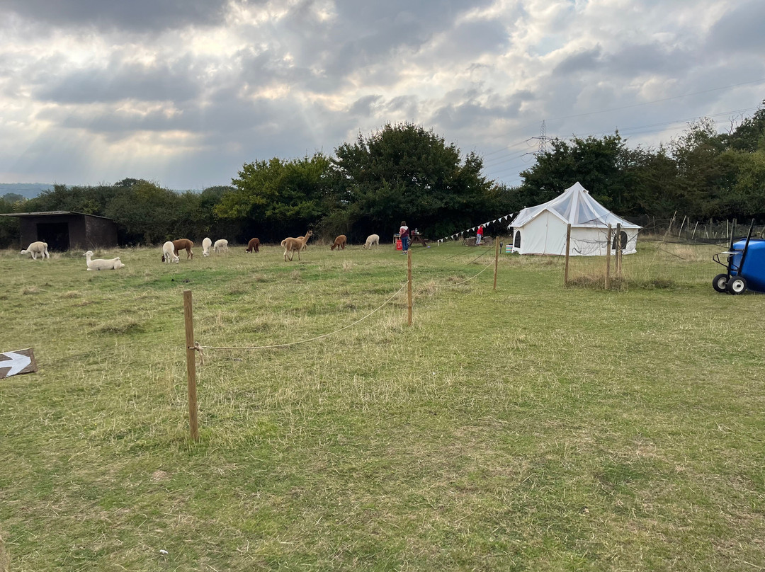 Tickhill Alpacas景点图片
