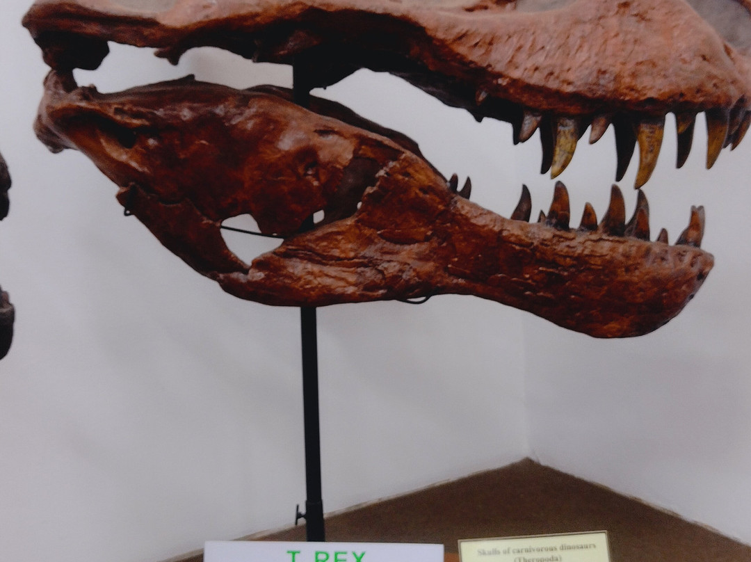 Museu De História Natural de Taubaté景点图片