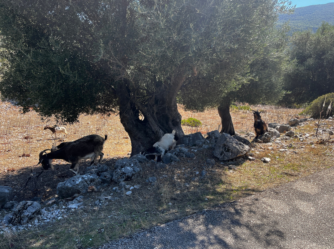 Sami Acropolis-凯法利尼亚岛必去景点