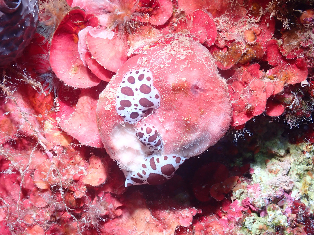 Pissouri Bay Divers-皮索里必去景点