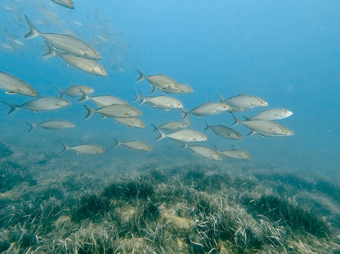 Mangamar Dive Center-Cabo de Palos必去景点