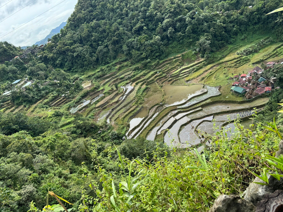 Bayyo Rice Terraces景点图片