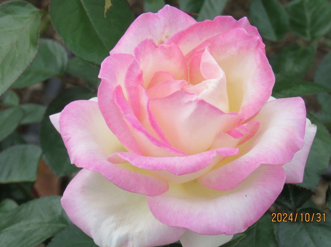 Aramaki Rose Garden-伊丹市必去景点