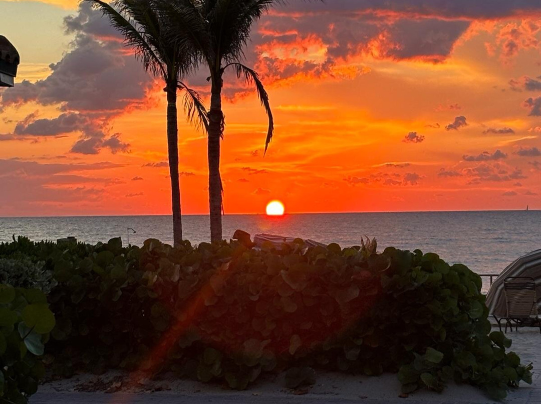 Royal Flamingo主图