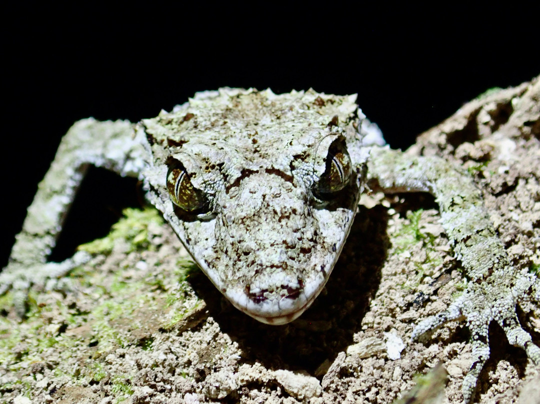 Eyes on Wildlife- 阿瑟顿必去景点