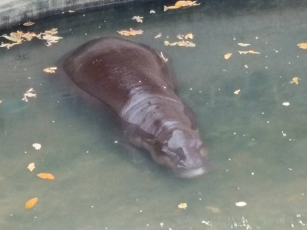Khonkaen Zoo景点图片