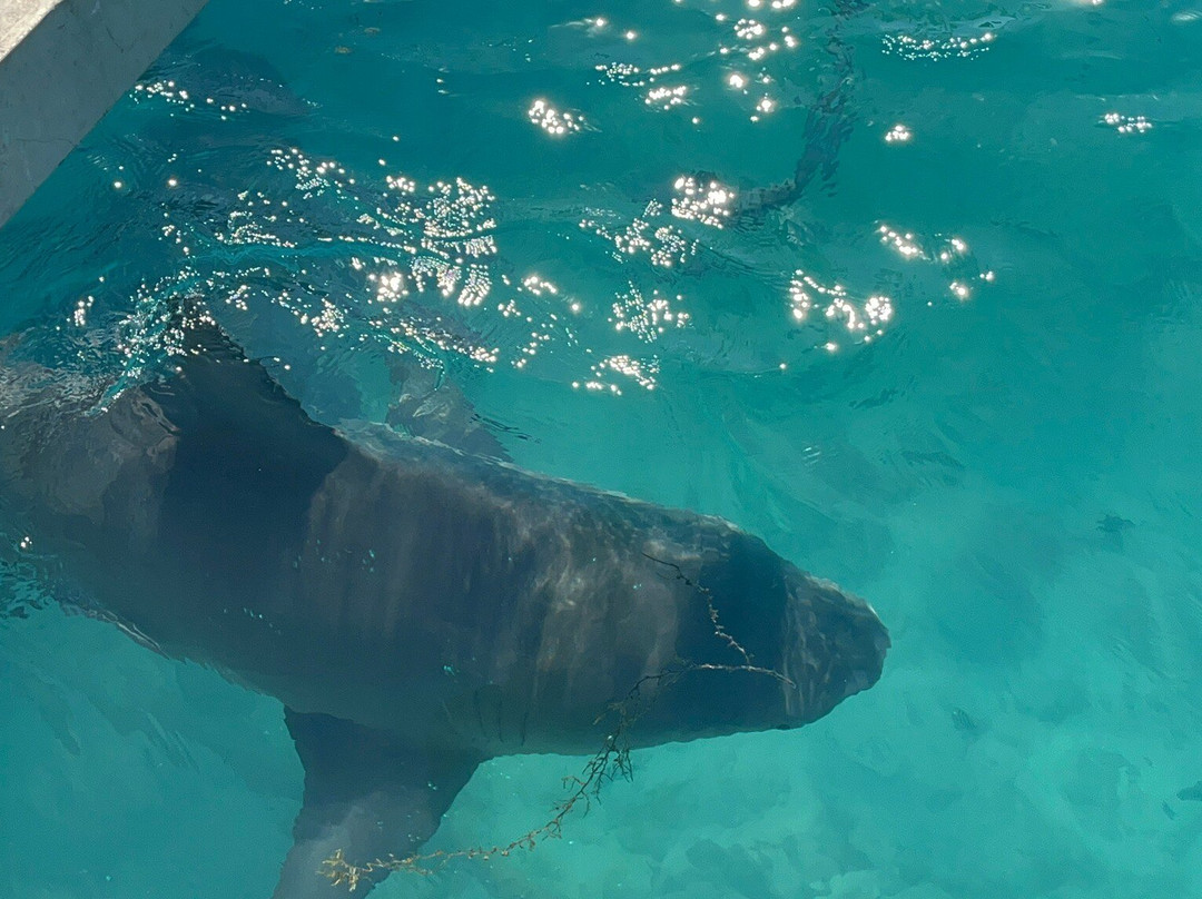 Bimini Big Game Club景点图片
