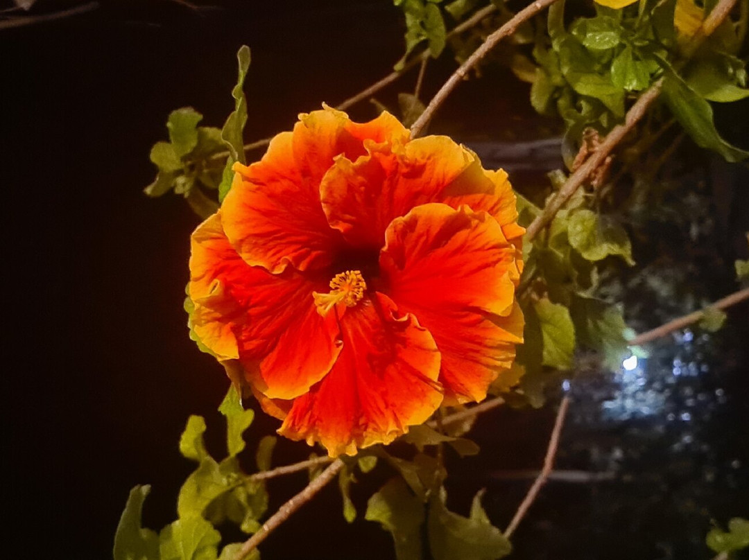 Beachcomber Lodge主图