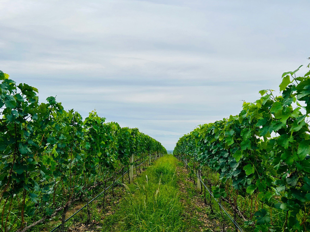 Vínicola Terra Nossa-Espirito Santo Do Pinhal必去景点