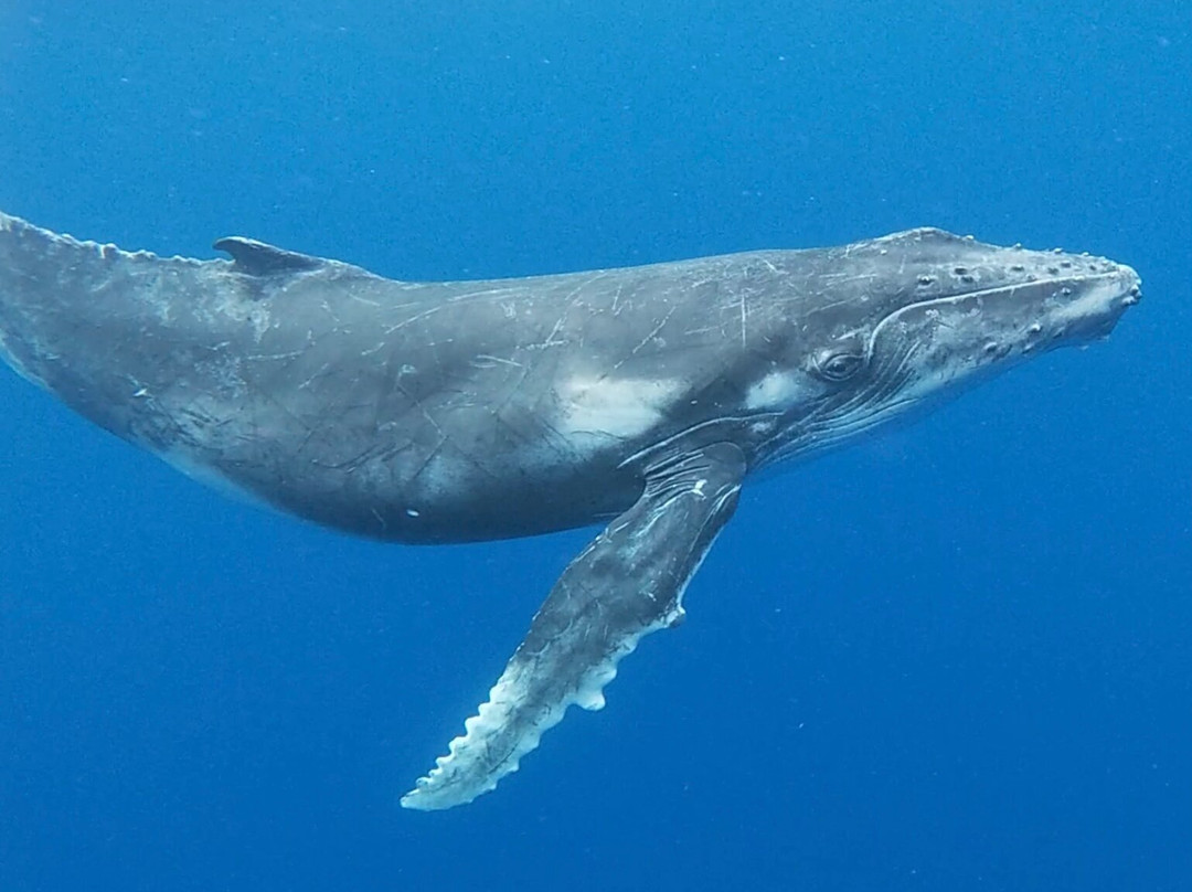 Majestic Whale Encounters景点图片