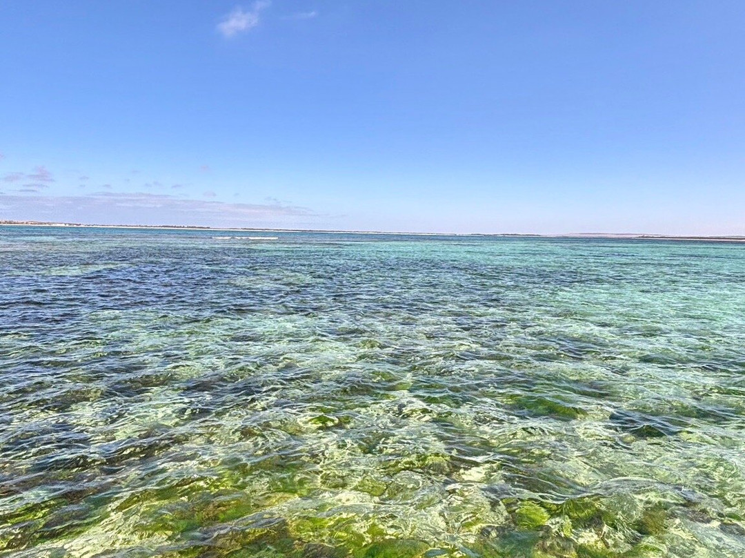 Baird Bay Experience景点图片