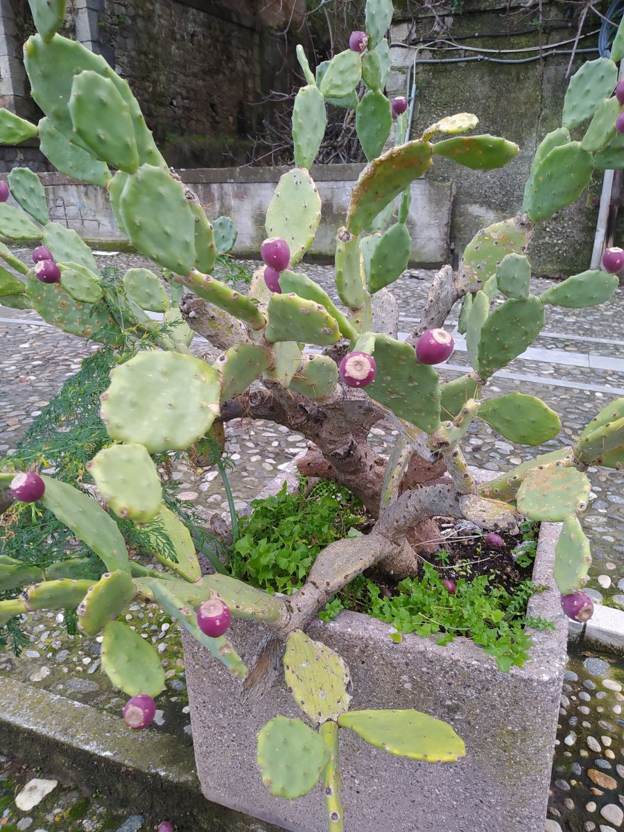 B&B A Vinedda-官方