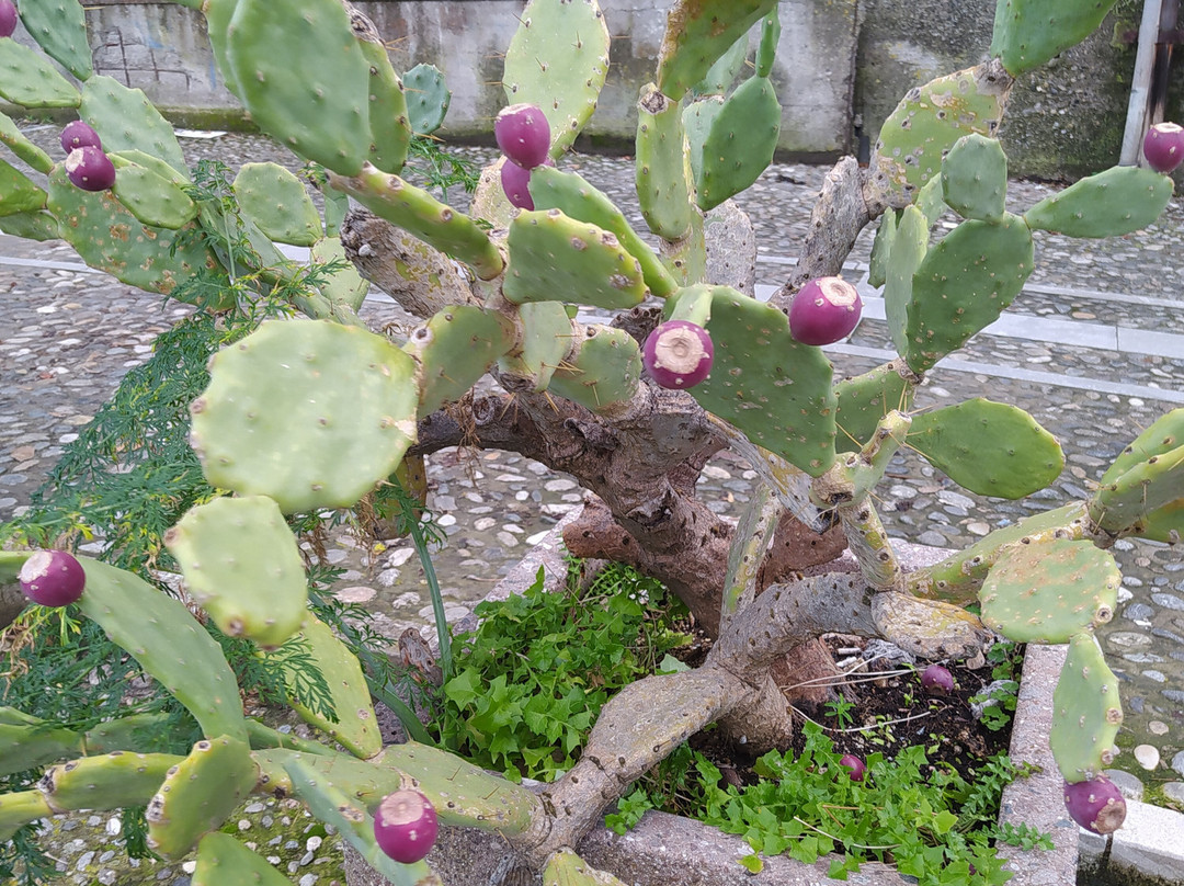 B&B A Vinedda Scilla主图