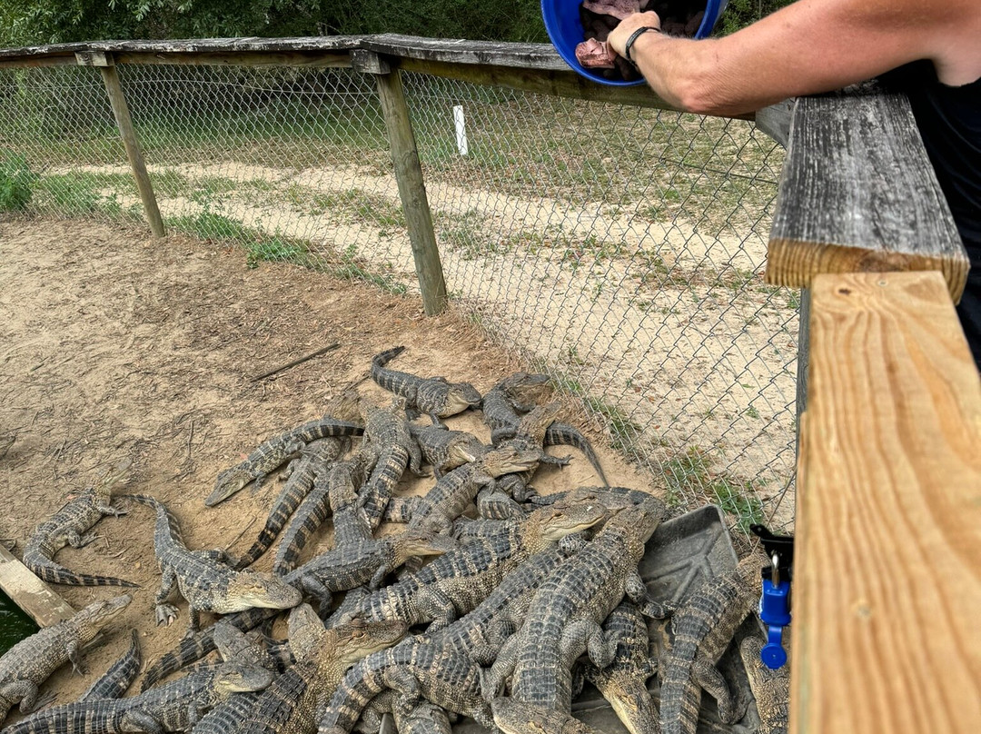 Orange Hill Gator Farm景点图片