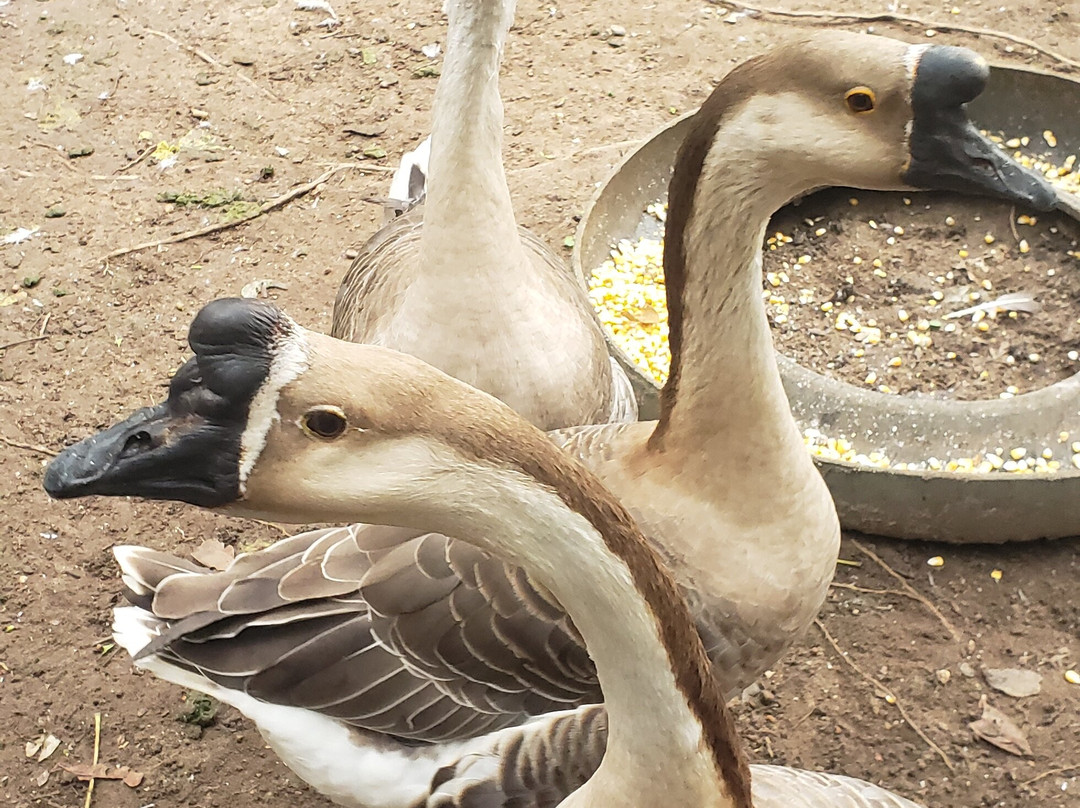 Ipe Park-Sao Benedito必去景点