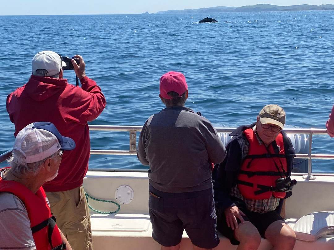 Daily Catch Ocean Tours-St Lunaire-Griquet必去景点