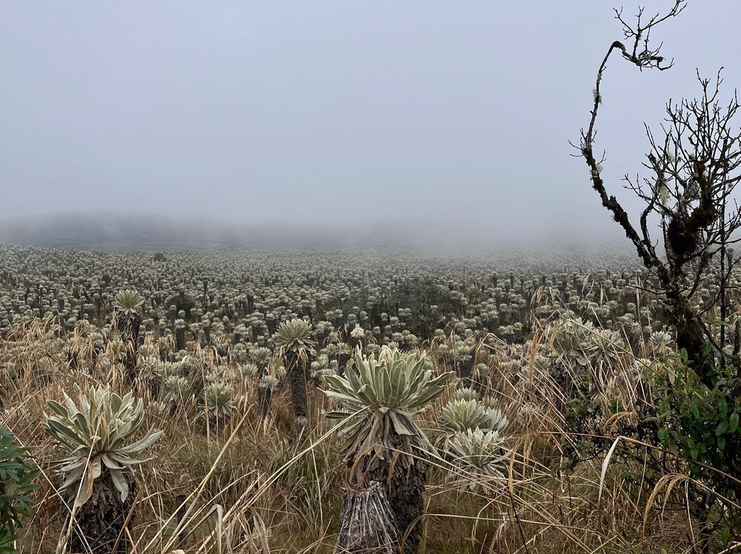 Reserva Ecologica El Ángel