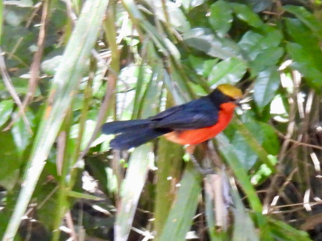 Bird Watching Tours Gambia景点图片