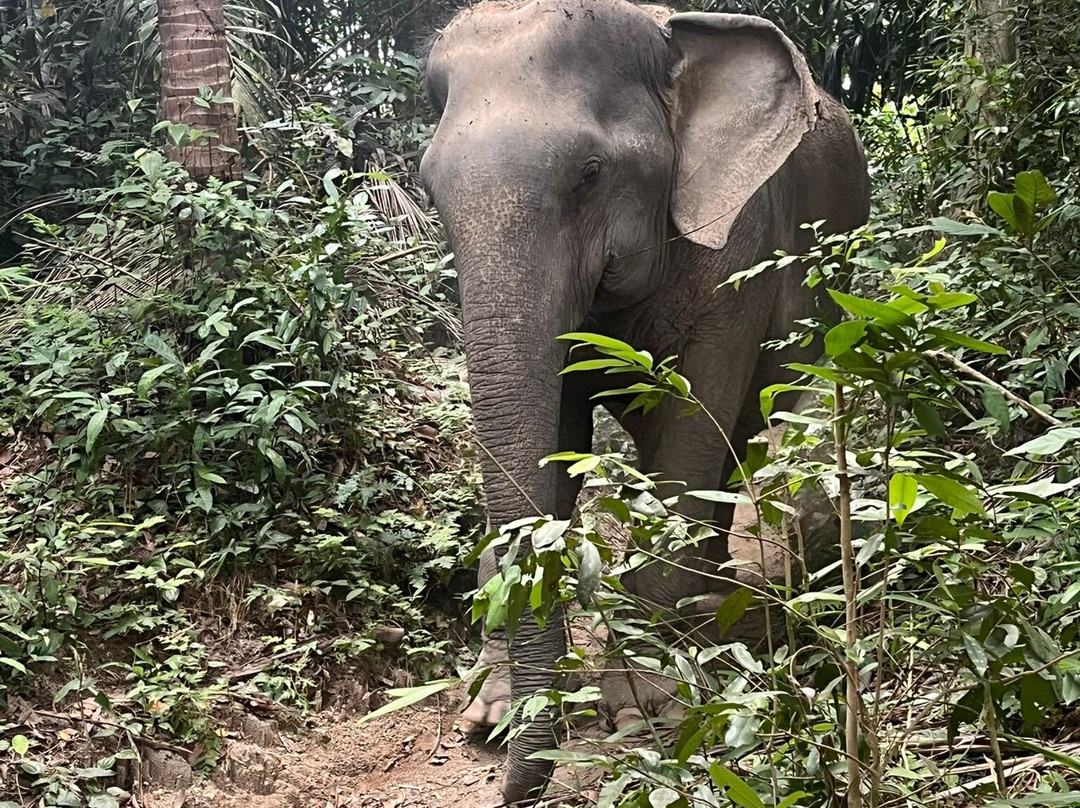 Phangan Elephant Sanctuary-帕岸岛必去景点