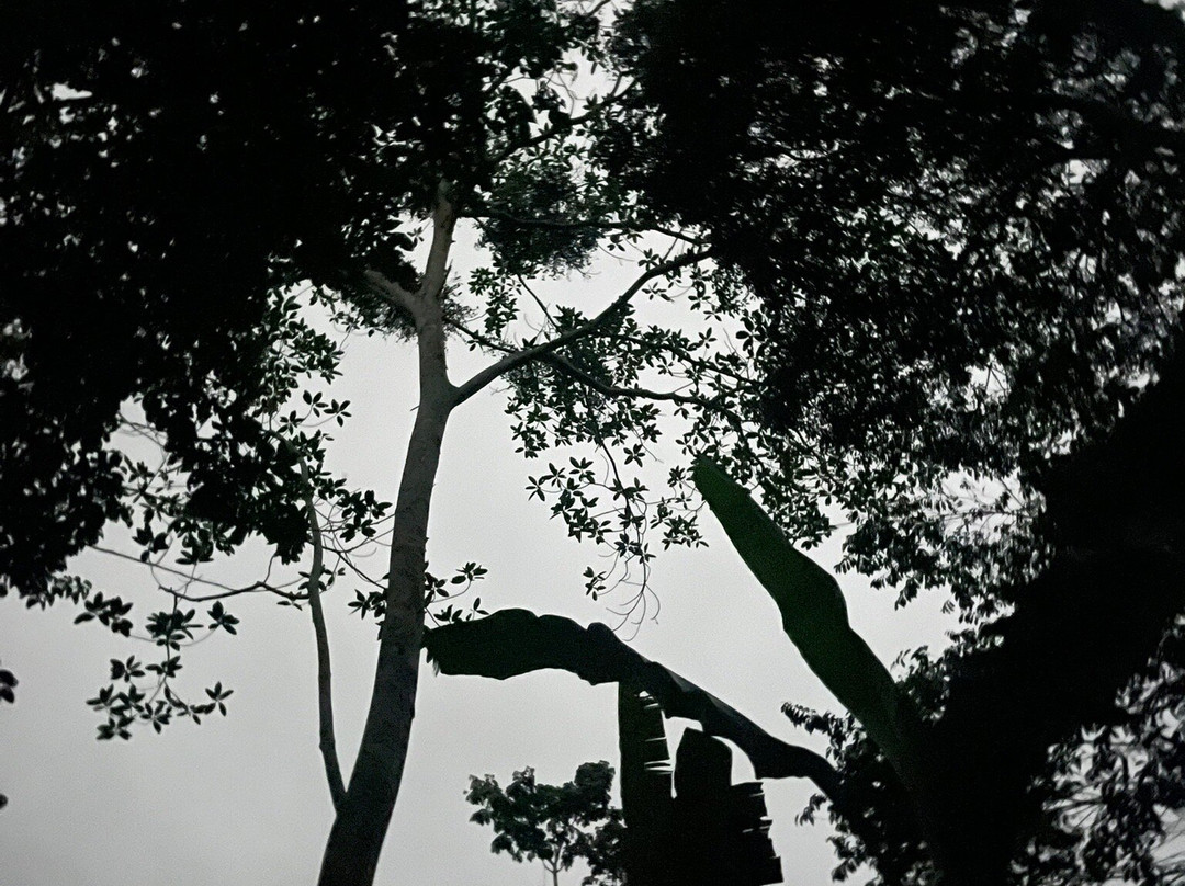 Amazon Guide David Rios-伊基托斯必去景点