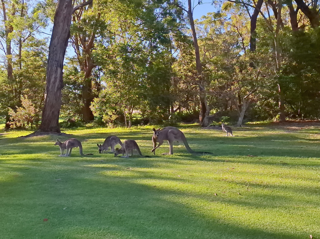 Kangaroo Encounters Guided Tours-尼尔森湾必去景点