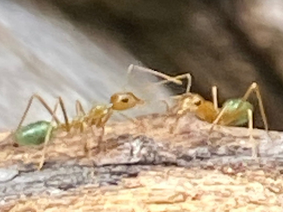 Litchfield National Park-达尔文市必去景点
