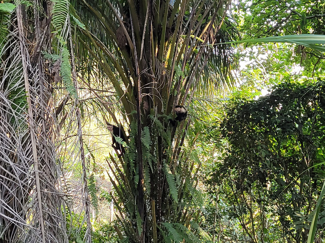 Pura Vida Gardens and Waterfalls-哈科必去景点