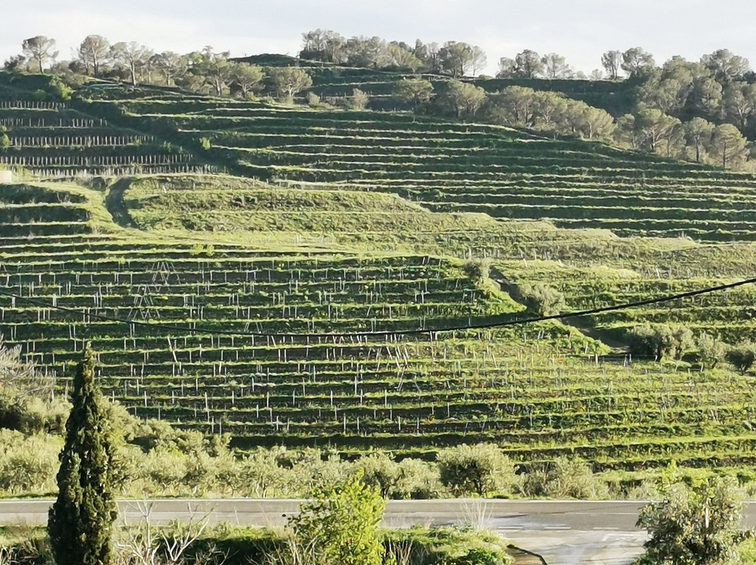Celler Devinssi景点图片