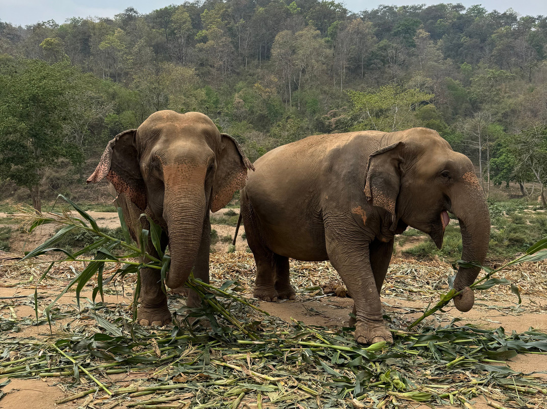New Elephant Home-Kuet Chang必去景点