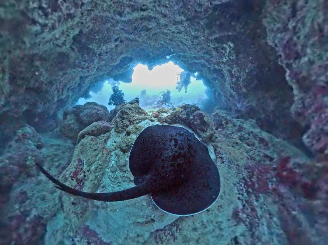 Dive Passion Mauritius-卓得多斯必去景点