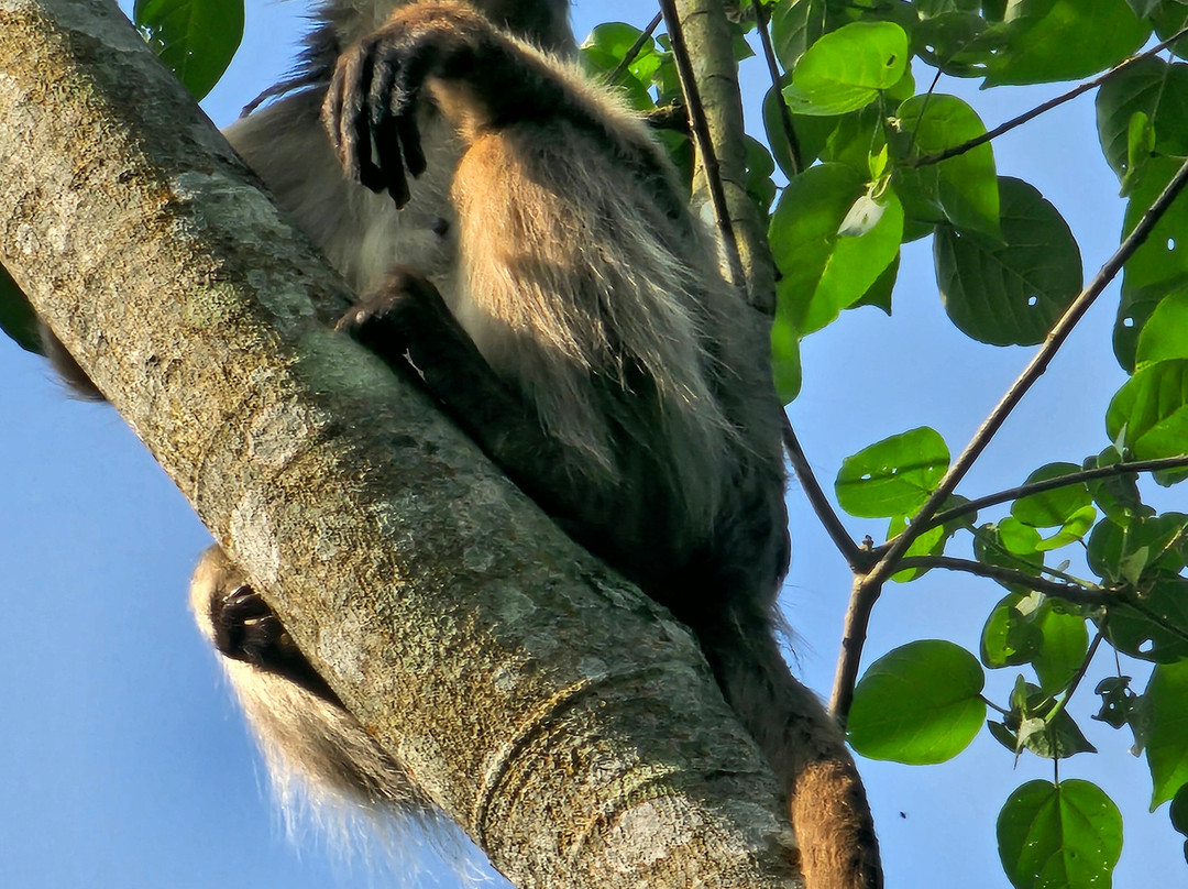 Big Apes Africa Safaris-坎帕拉必去景点