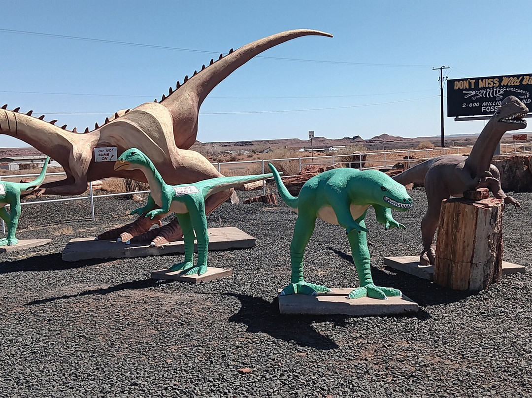 Jim Gray's Petrified Wood Co.-霍尔布鲁克必去景点