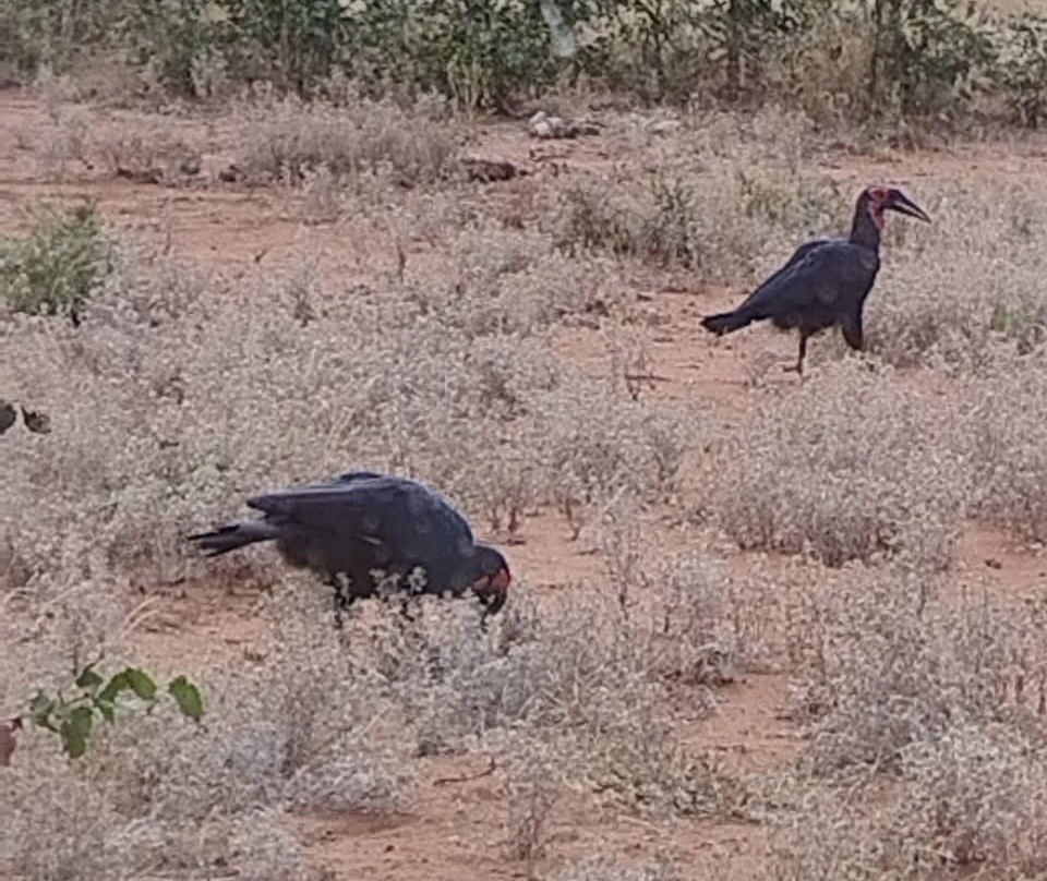 Lulu Safari's-伐拉博瓦必去景点