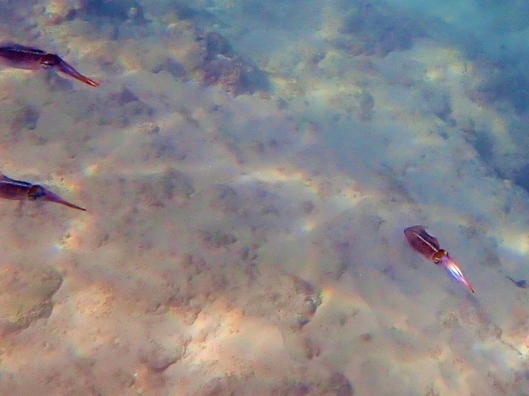 Snorkel Tobago-克朗波因特必去景点