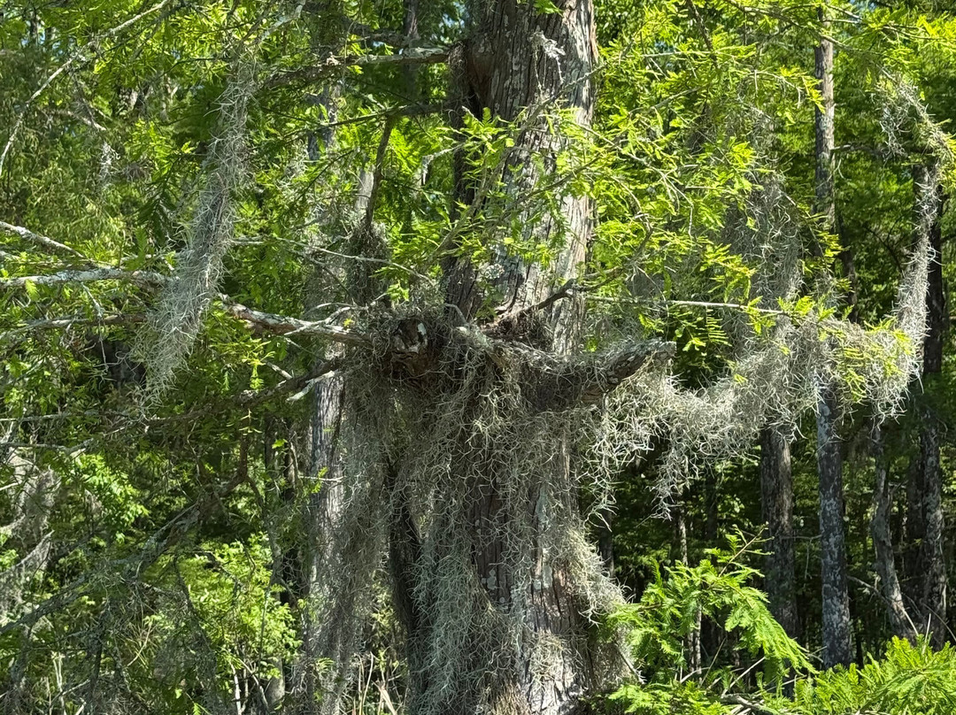 Acadian Swamp Tours景点图片