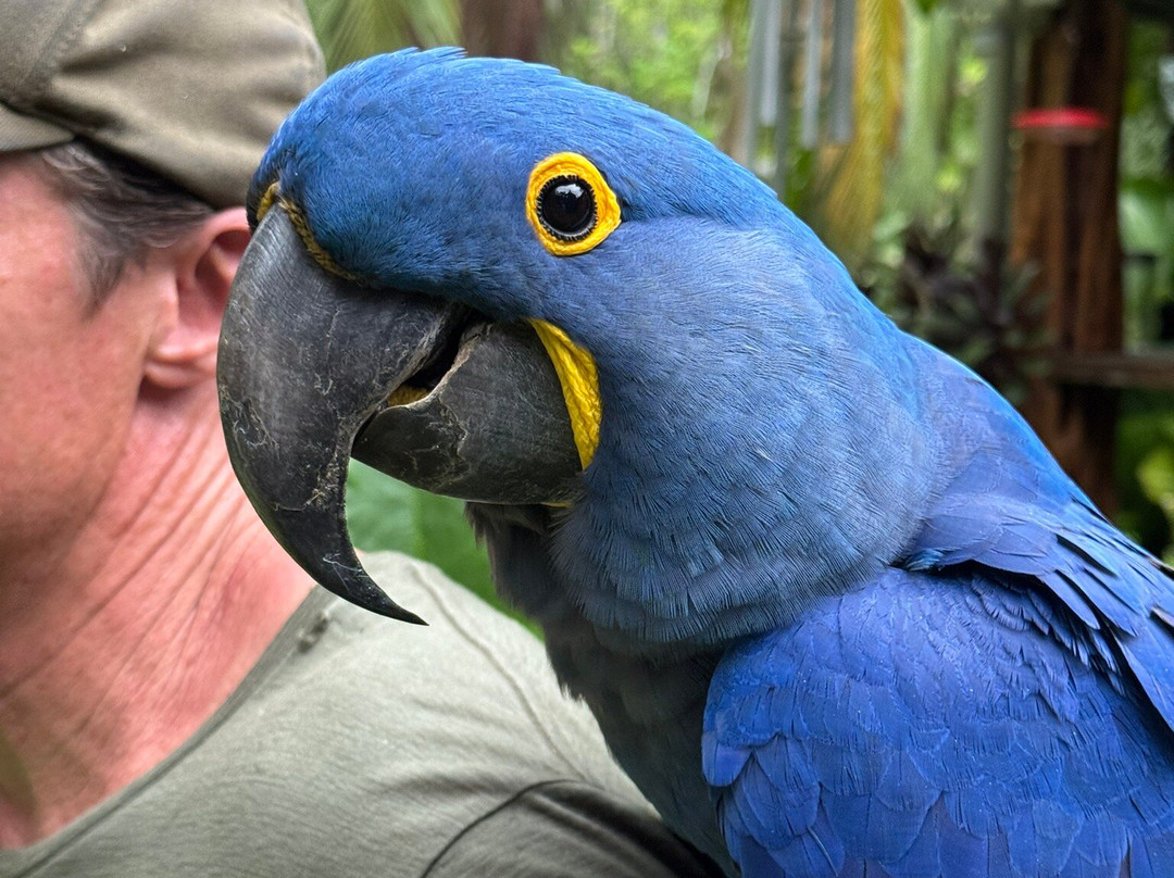 Ave Azul de la Osa-Carate必去景点