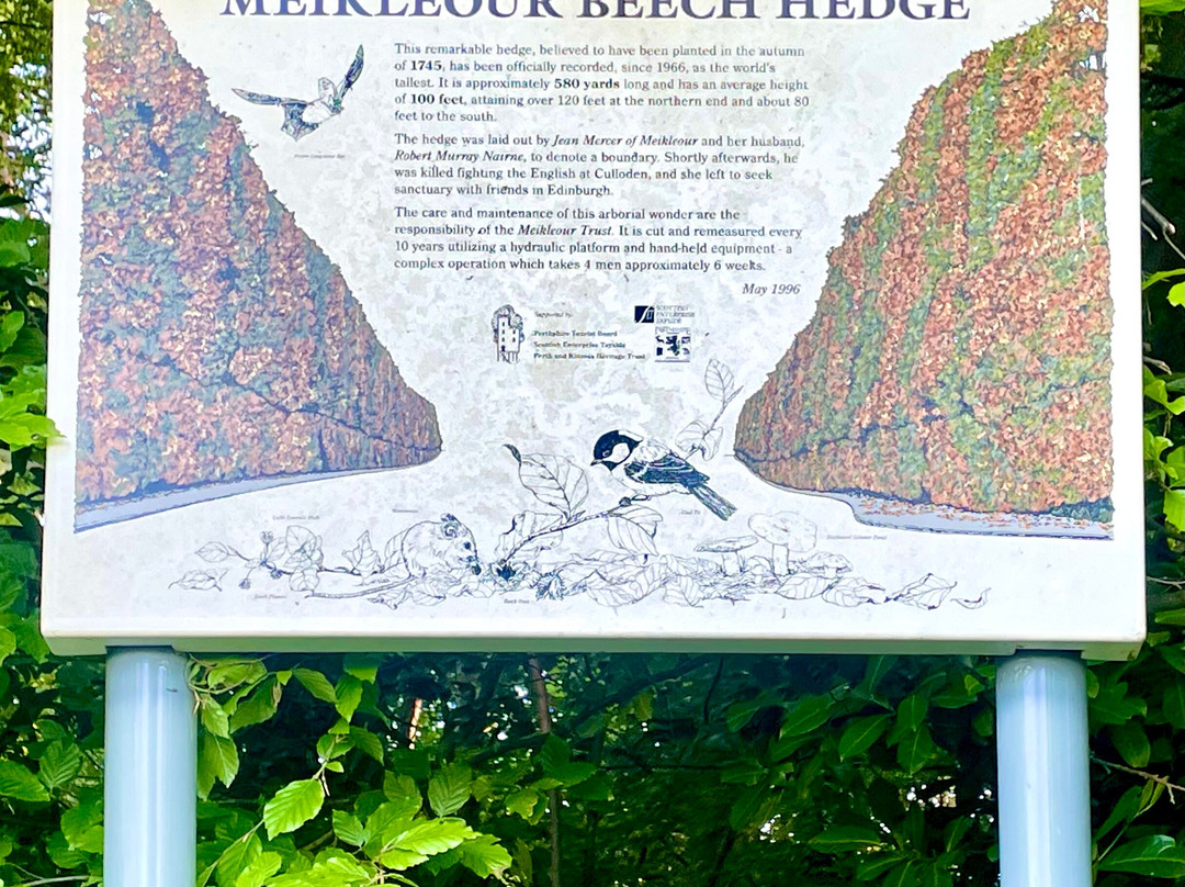 Meikleour Beech Hedges-Meikleour必去景点