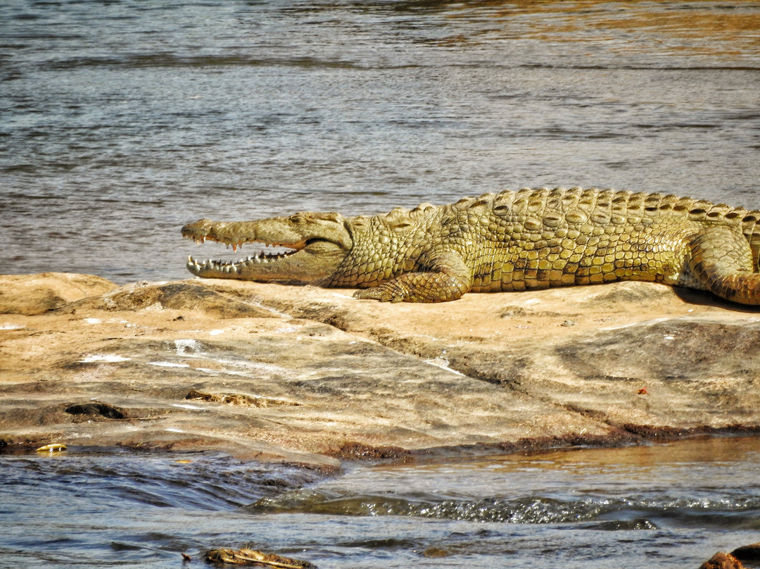 The Kruger Safari Co.-司库库札必去景点
