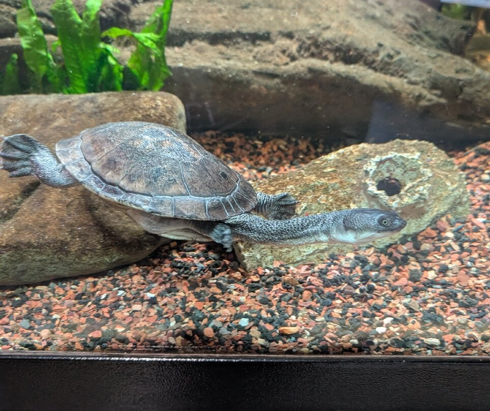 Turtle Back Zoo景点图片