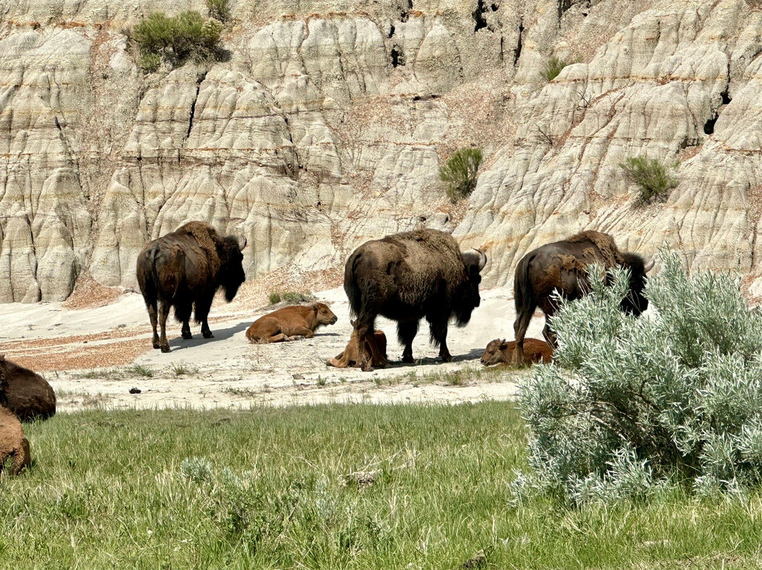 Theodore Roosevelt National Park景点图片