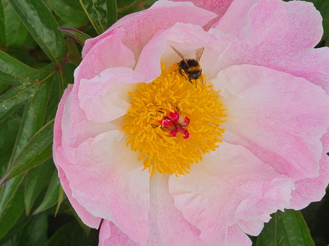 Poznan Botanical Gardens-波兹南必去景点