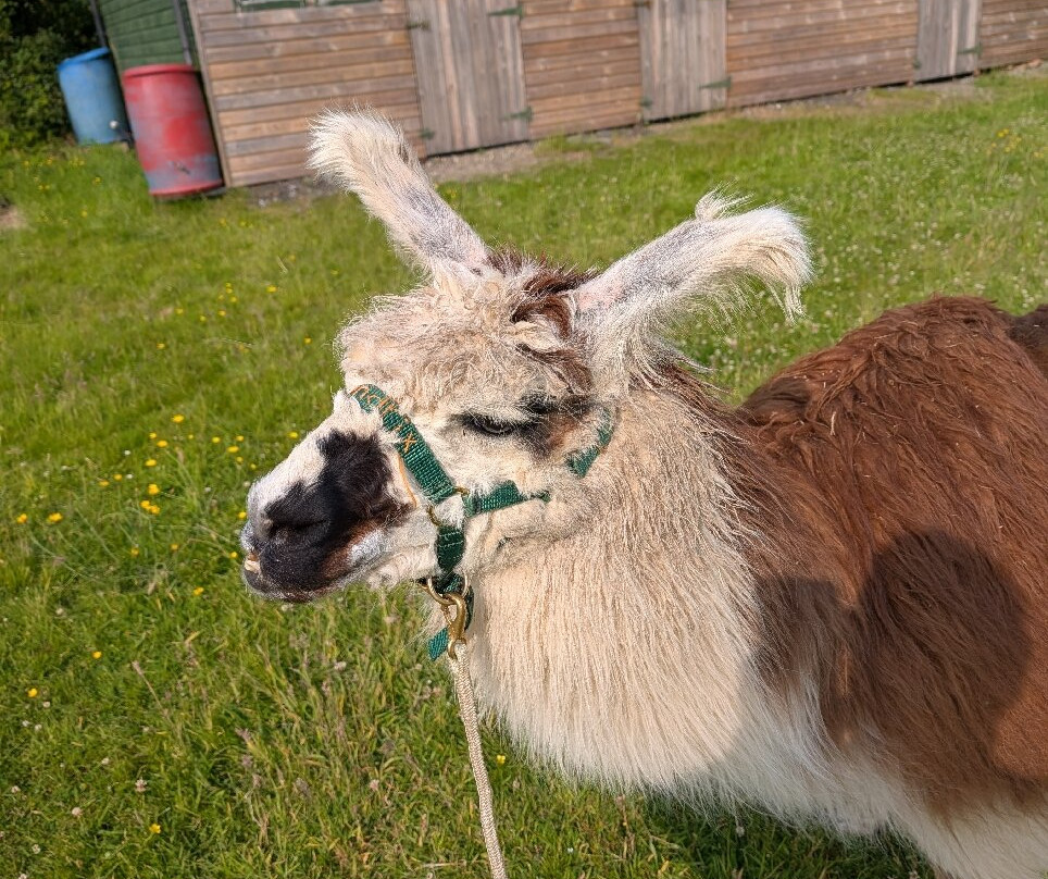 Pembrokeshire Llama Sanctuary-Llandissilio必去景点